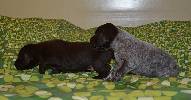 Deutsch Kurzhaar German Shorthaired Pointer Puppies