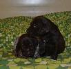 Deutsch Kurzhaar German Shorthaired Pointer Puppies