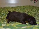 Deutsch Kurzhaar German Shorthaired Pointer Puppies