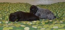 Deutsch Kurzhaar German Shorthaired Pointer Puppies