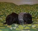 Deutsch Kurzhaar German Shorthaired Pointer Puppies