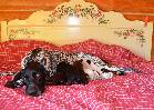 Deutsch Kurzhaar German Shorthaired Pointer Puppies