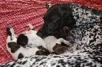 Deutsch Kurzhaar German Shorthaired Pointer Puppies