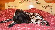 Deutsch Kurzhaar German Shorthaired Pointer Puppies