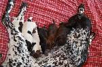 Deutsch Kurzhaar German Shorthaired Pointer Puppies