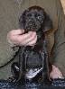 Deutsch Kurzhaar German Shorthaired Pointer puppy