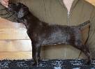 Deutsch Kurzhaar German Shorthaired Pointer puppy