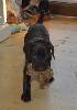 Deutsch Kurzhaar German Shorthaired Pointer puppy