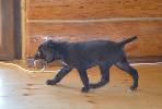 Deutsch Kurzhaar German Shorthaired Pointer puppy