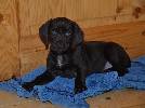 Deutsch Kurzhaar German Shorthaired Pointer puppy