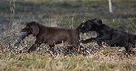 Deutsch Kurzhaar German Shorthaired Pointer puppy