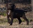 Deutsch Kurzhaar German Shorthaired Pointer puppy