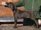 Deutsch Kurzhaar German Shorthaired Pointer puppy