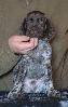 Deutsch Kurzhaar German Shorthaired Pointer puppy