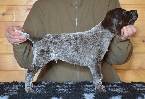 Deutsch Kurzhaar German Shorthaired Pointer puppy
