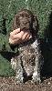 Deutsch Kurzhaar German Shorthaired Pointer puppy