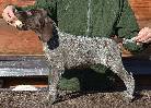 Deutsch Kurzhaar German Shorthaired Pointer puppy