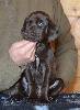 Deutsch Kurzhaar German Shorthaired Pointer puppy