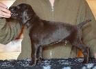 Deutsch Kurzhaar German Shorthaired Pointer puppy