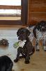 Deutsch Kurzhaar German Shorthaired Pointer puppy
