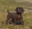 Deutsch Kurzhaar German Shorthaired Pointer puppy