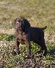 Deutsch Kurzhaar German Shorthaired Pointer puppy