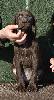 Deutsch Kurzhaar German Shorthaired Pointer puppy