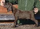 Deutsch Kurzhaar German Shorthaired Pointer puppy
