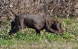 Deutsch Kurzhaar German Shorthaired Pointer puppy