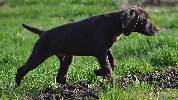 Deutsch Kurzhaar German Shorthaired Pointer puppy