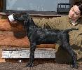 Deutsch Kurzhaar German Shorthaired Pointer puppy
