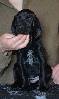 Deutsch Kurzhaar German Shorthaired Pointer puppy