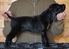 Deutsch Kurzhaar German Shorthaired Pointer puppy