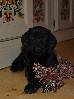 Deutsch Kurzhaar German Shorthaired Pointer puppy