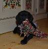 Deutsch Kurzhaar German Shorthaired Pointer puppy