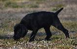Deutsch Kurzhaar German Shorthaired Pointer puppy
