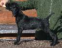 Deutsch Kurzhaar German Shorthaired Pointer puppy