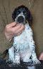 Deutsch Kurzhaar German Shorthaired Pointer puppy