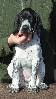 Deutsch Kurzhaar German Shorthaired Pointer puppy