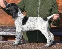 Deutsch Kurzhaar German Shorthaired Pointer puppy