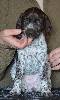 Deutsch Kurzhaar German Shorthaired Pointer puppy