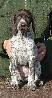 Deutsch Kurzhaar German Shorthaired Pointer puppy