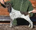 Deutsch Kurzhaar German Shorthaired Pointer puppy
