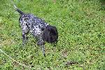 deutsch kurzhaar german shorthaired pointer puppies