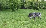 deutsch kurzhaar german shorthaired pointer puppies