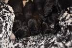 Deutsch Kurzhaar Welpen Puppies Karpaten Irbis Donau Wirbeln