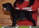 Deutsch Kurzhaar Welpen Puppies Karpaten Irbis Donau Wirbeln