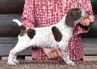 Deutsch Kurzhaar Welpen Puppies Karpaten Irbis Donau Wirbeln